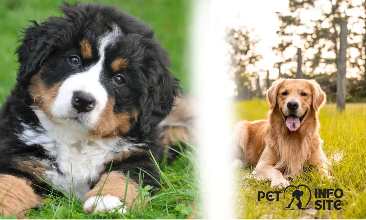 Bernese Mountain Dog Golden Retriever Mix