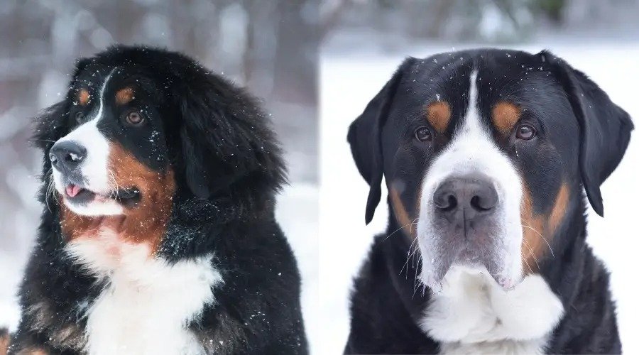 Bernese Mountain Dog vs. Swiss Mountain Dog