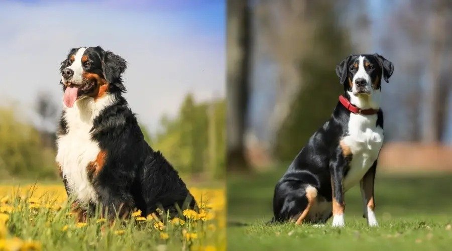 Bernese Mountain Dogs Massive to the 14 Similar Dogs