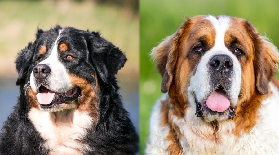 Bernese Mountains Dogs vs Saint Bernard (St Bernard breed)