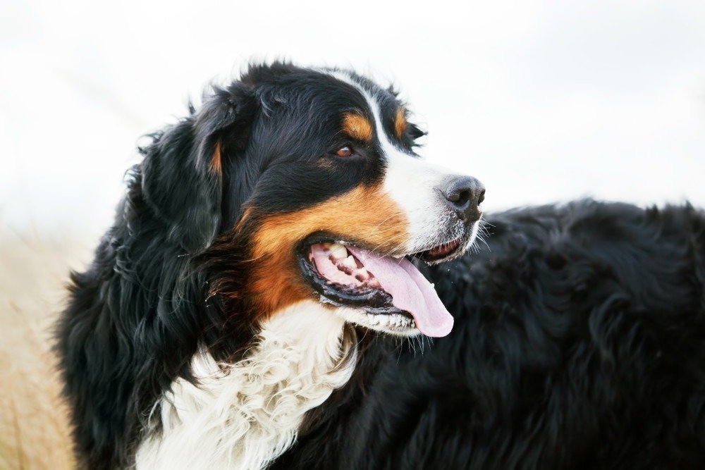 Bernese Mountain Dog Rescue