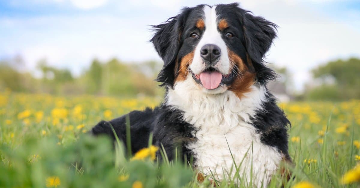 Bernese Mountains Dog Drooling