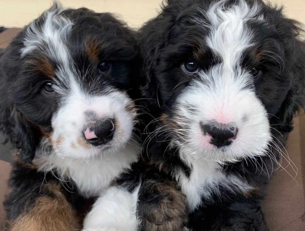 Charm and Elegance of White and Black Bernedoodles