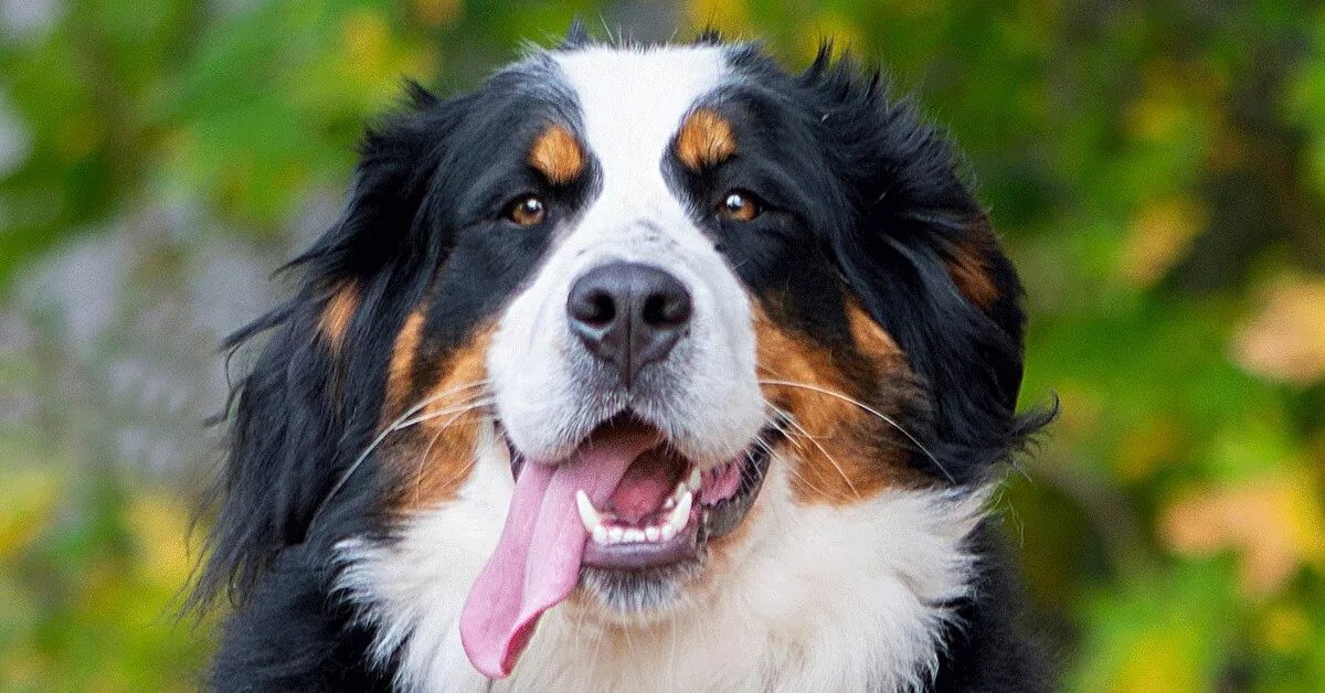 Large Bernese Mountain Dogs