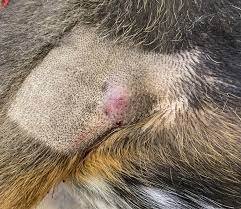 Mast Cell Tumors in Dog
