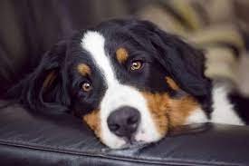 Meeting the Behavioral Requirements of Dogs with Droopy Eyes