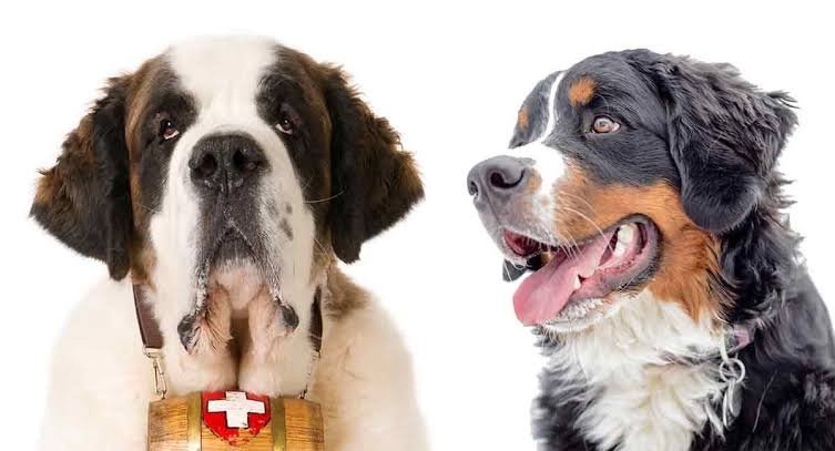 Saint Bernard vs Bernese Mountain Dogs