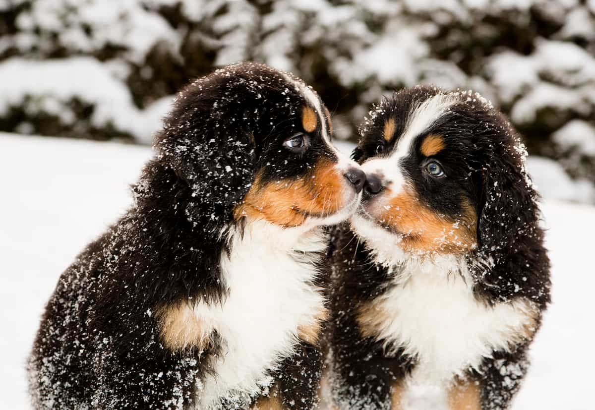 The Complete Guide for Female Bernese Mountains Dogs