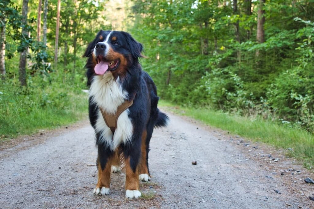 Weighted Jackets for Dogs