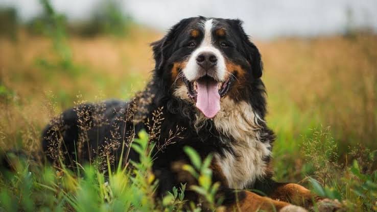 Wonderful Friends The Complete Guide for Male Bernese Mountain Dogs