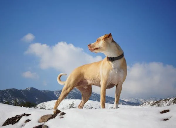 Bernese Mountain Dog Activities