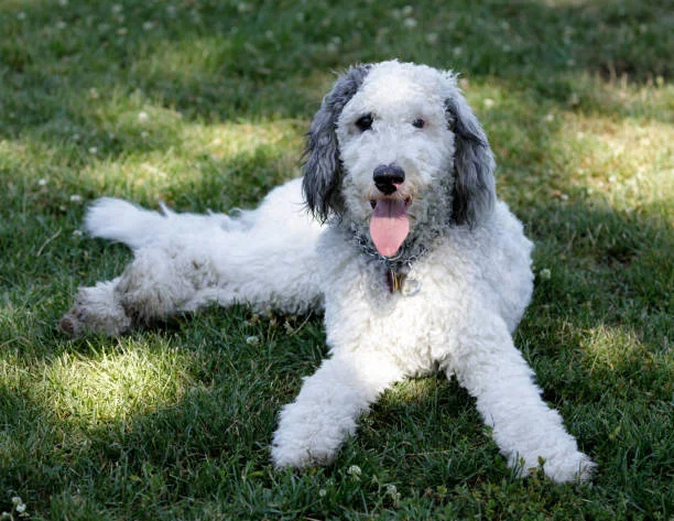 Mini Bernedoodle - pet info site