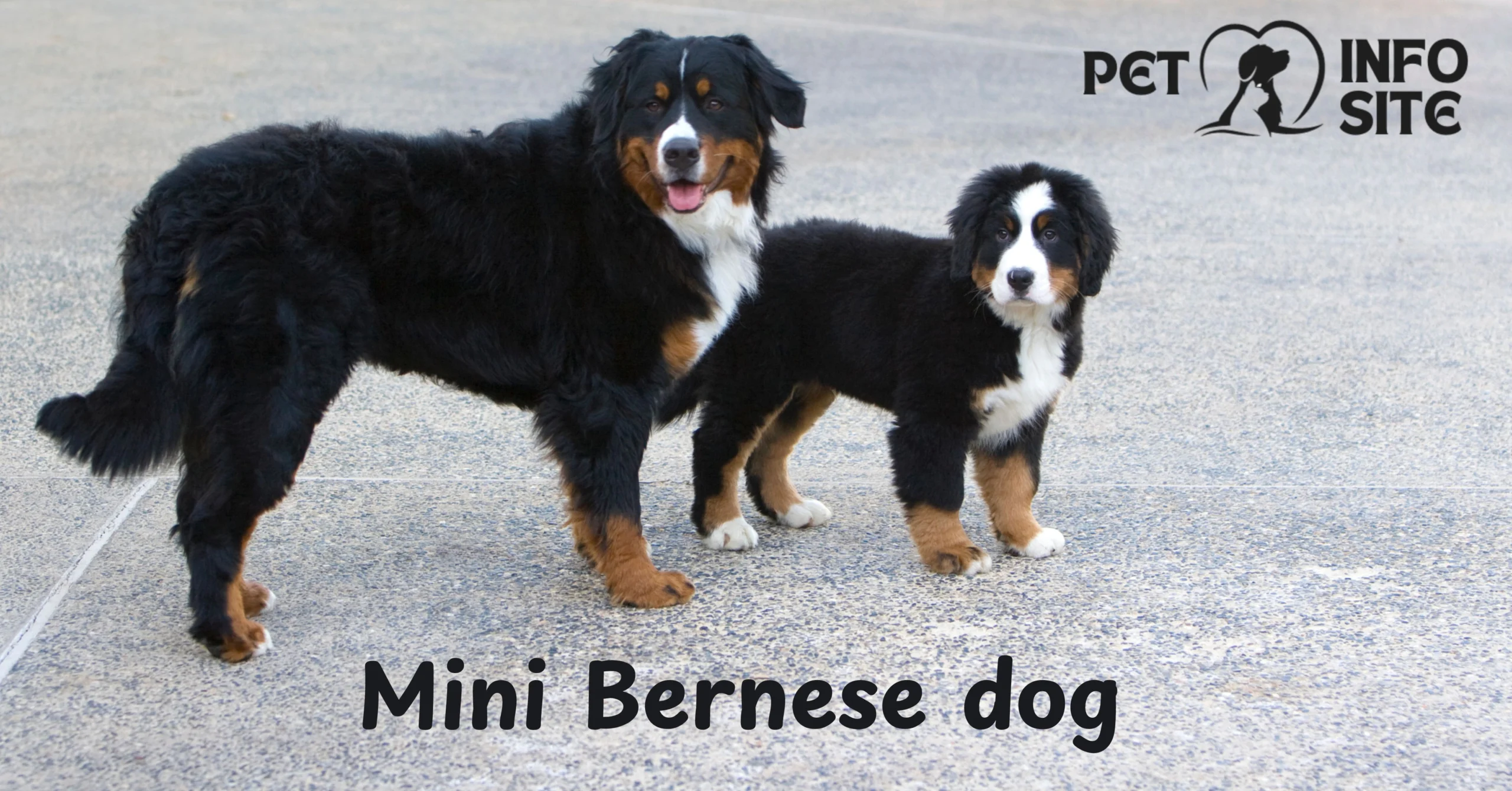 mini bernese mountain dog