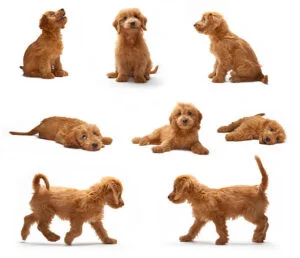 Mini goldendoodle dog of pet info site