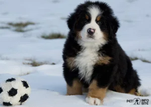 Bernese Mountain Dog Puppy - pet info site