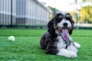 mini dogs and Bernedoodle - cares and characteristics - pet info site