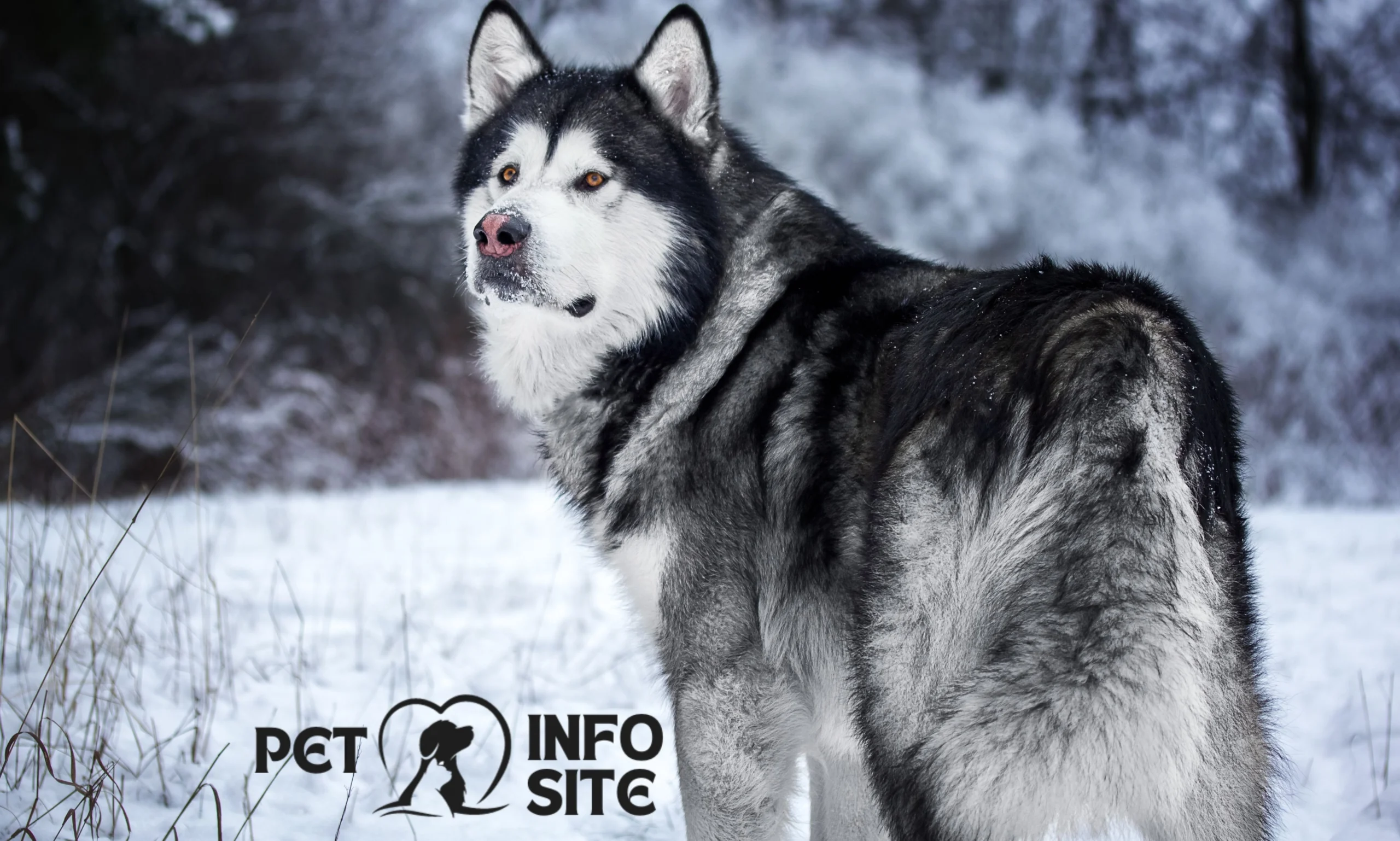 Alaskan Malamute cross siberian husky - dog - pet info site-