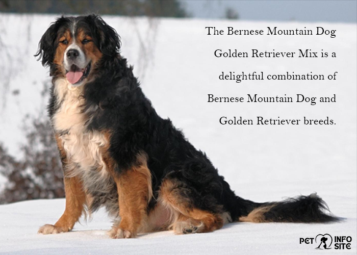 Bernese Mountain Dog Golden Retriever Mix
