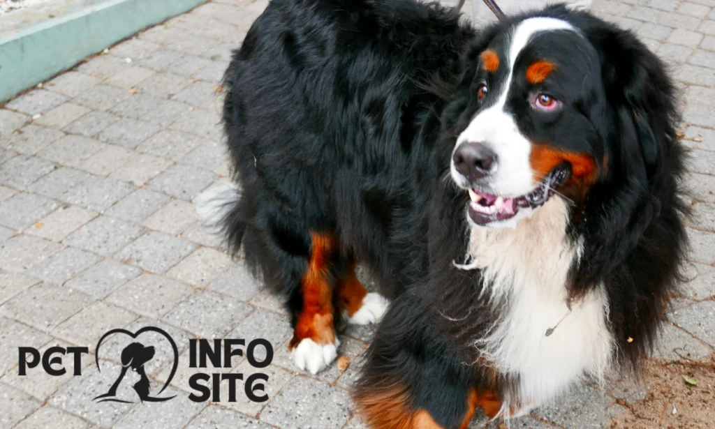 Bernese Mountain Dog Puppy Breeders - pet info site - breed dog