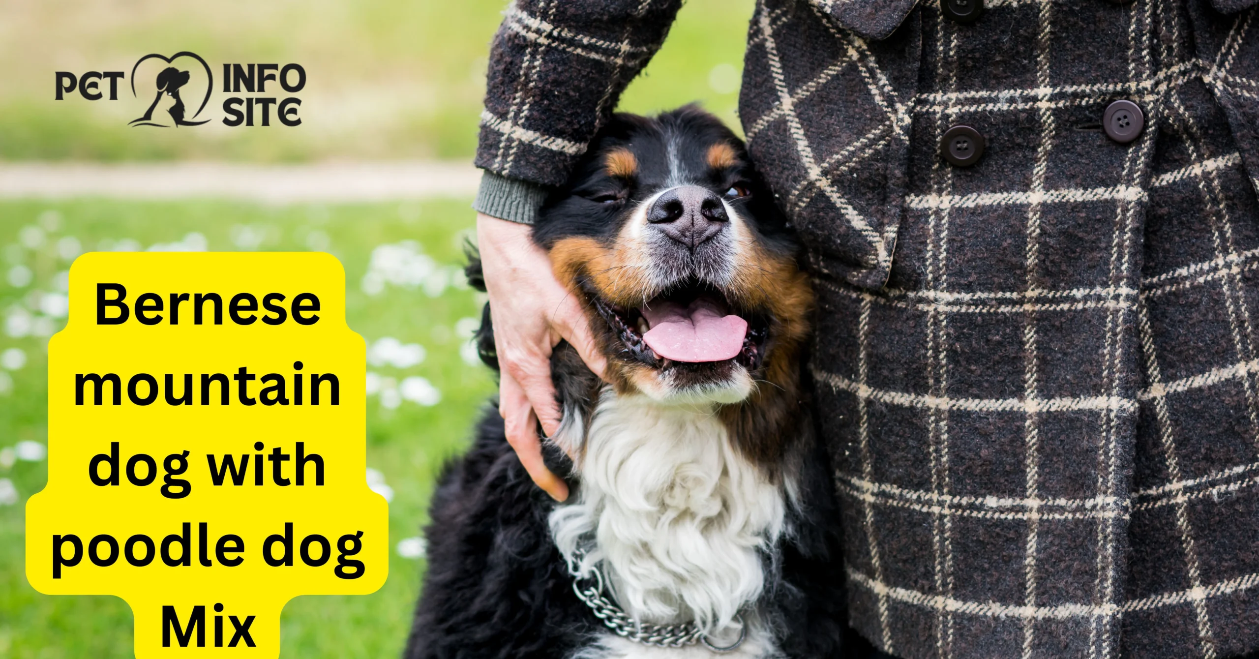 bernese mountain dog with poodle dog mix -pet info site