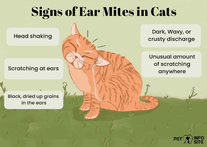 Cat Ear Mites
Pet Info Site