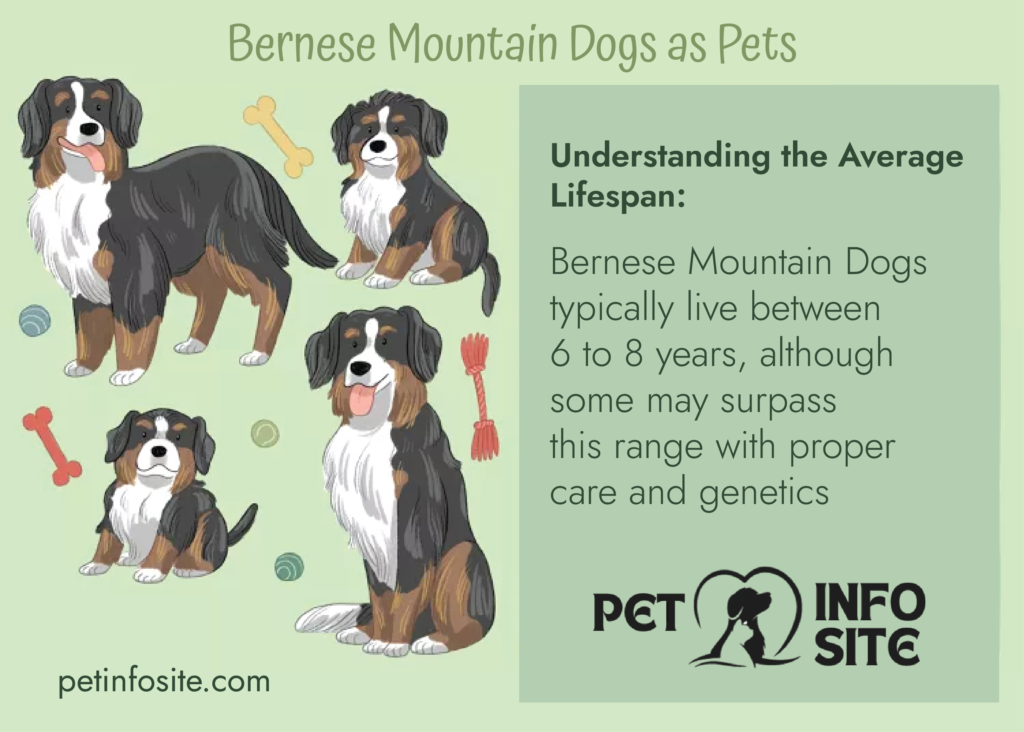 Bernese Mountain Dog Life Expectancy