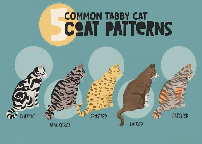 Understanding Black Tabby Cat Coat Patterns:
