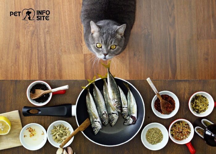 Homemade cat food