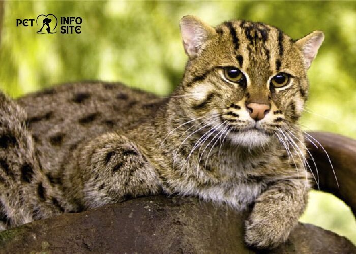 asian leopard cat Pet Info Site