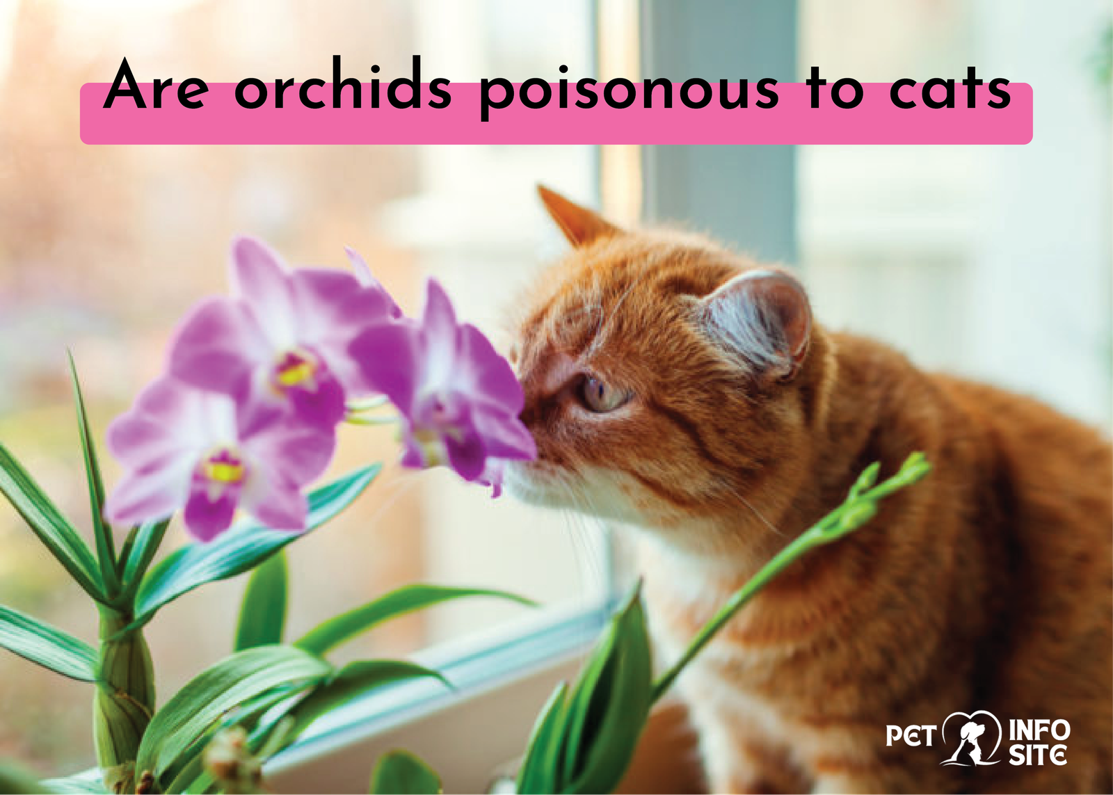 orchids and cats